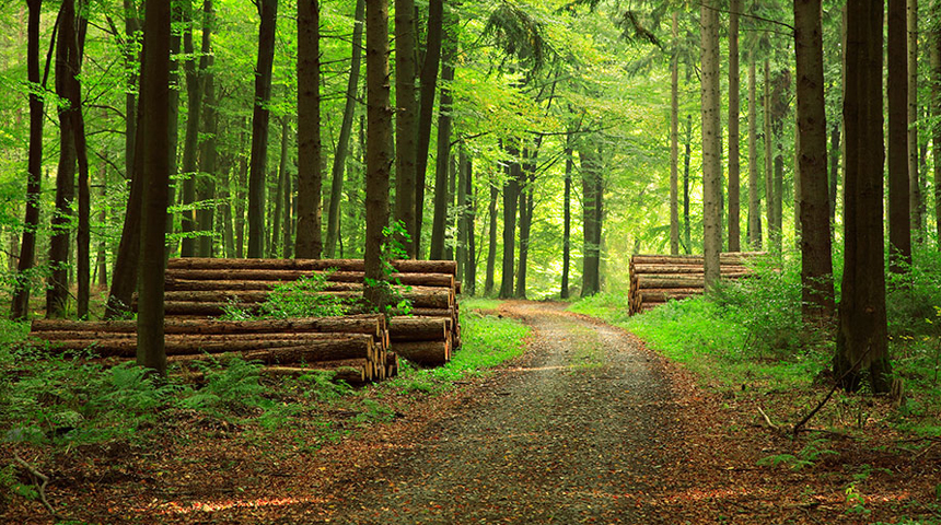Forestry