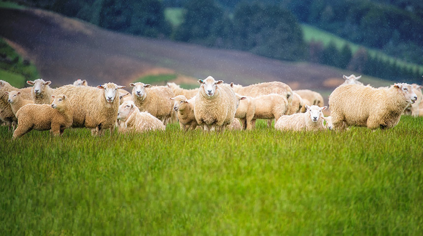 Sheeps in field