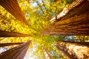 Giant trees